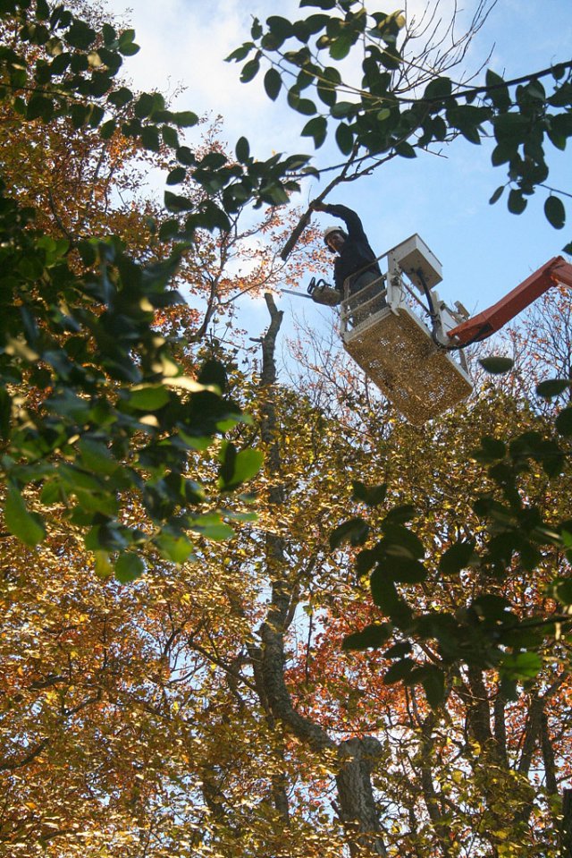 Cherry picker used to dismantle tree in a controlled manner